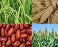 Una apuesta para fortalecer el campo