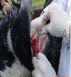 Inició segunda fase de vacunación contra la fiebre aftosa y brucelosis bovina