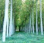 Convenio con el Banco Mundial para reducir efecto invernadero