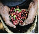 El Sello "Fairtrade" eleva el precio mínimo del café de comercio justo