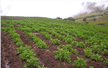 El ICA Pone en Consulta Pública Resolución que Establece Requisitos Para el Registro de Predios Productores de Papa - 31 de mayo de 2013