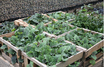 El ICA Incentiva en los Agricultores la Producción Ecológica - 11 de Junio de 2013