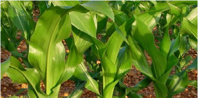 PROGRAMA DE INCENTIVO A LA COMERCIALIZACIÓN DE MAÍZ BLANCO TECNIFICADO SEGUNDO SEMESTRE DE 2013 - 10 de Julio de 2013