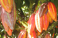 Los tesoros del cacao
