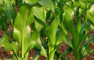 Programa de Incentivo a la Comercialización de Maíz Blanco tecnificado Segundo Semestre 2013 - 08 de Agosto de 2013