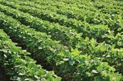 El Gobierno Restringe Importaciones de Aceite de Soya Proveniente de Brasil - 26 de Agosto de 2013