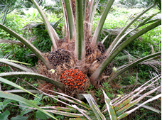 Corpoica amplía producción de semillas del híbrido de palma de aceite OxG - 19 de Febrero de 2014