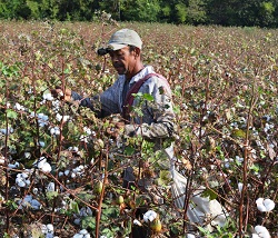 Recolectores de Algodón, Satisfechos con tres Variedades Corpoica - 10 de Marzo de 2014