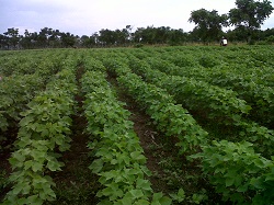 Corpoica Dispone de 30 mil Semillas de Algodón para Productores del País - 12 de Marzo de 2014