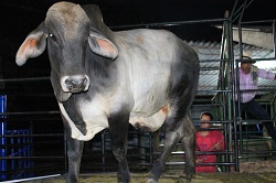 Remate de Toros Brahman, Mejor Genética para el País en Convenio Corpoica-Asocebú - 07 de Abril de 2014
