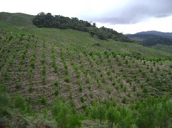Curso Teórico-Práctico: Técnicas y Herramientas para la Capacitación de Asistentes Técnicos del Sector Forestal - 19 de Mayo de 2014 