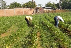 Corpoica y CIAT Coorganizadores de Seminario Internacional de Cultivos Biofortificados para Periodistas - 28 de Mayo de 2014