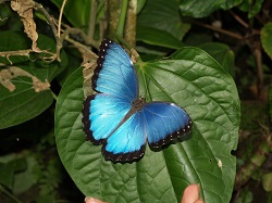 Corpoica en el 41 Congreso de la Sociedad Colombiana de Entomología - Socolen - 11 de Junio de 2014