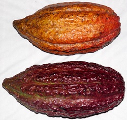 Corpoica Lanza los Primeros dos Clones de Cacao con Registro en Colombia - 12 de Junio de 2014