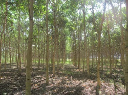 Corpoica Dictará Curso Teórico-Práctico para Asistentes Técnicos Forestales de la Región Nororiental en Rionegro, Santander - 10 de Julio de 2014