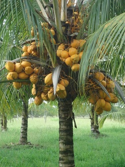 Taller y Conversatorio de Actualización Tecnológica en el Cultivo de Cocotero en Corpoica El Mira - 10 de Julio de 2014