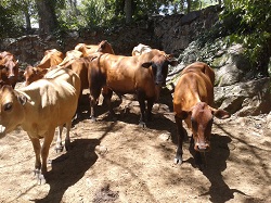 Un Chino Santandereano de 500 años que se Resiste a Desaparecer Gracias al Aporte de Corpoica - 28 de Julio de 2014