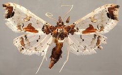 Corpoica Presenta el Libro “Manejo integrado del gusano perforador en el fruto de lulo y tomate de árbol” - 05 de Agosto de 2014