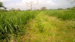Corpoica Presenta Acciones para Contrarrestar Efectos de la Disminución de Lluvias por Fuerte Sequía - 15 de Agosto de 2014 