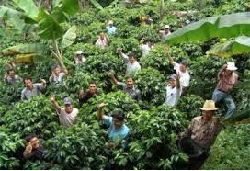 Más de 304.000 Cafeteros han Recibido Recursos del Programa PIC 2014 - 26 de Agosto de 2014