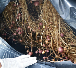 Corpoica en Agrotec 2014, la Feria de Soluciones Expertas para los Retos de Producción - 28 de Agosto de 2014