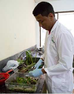 Tesis de Maestría de Investigador de Corpoica Determina Presencia no Riesgosa de Metales Pesados en Suelos del Sur del Atlántico - 08 de Septiembre de 2014