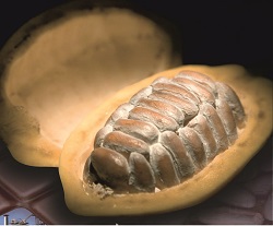 Corpoica Organiza en el Meta Foro Regional sobre Modernización del Sector Cacaotero - 30 de Septiembre de 2014