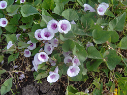 Corpoica Realizó Taller de Actualización sobre Mejoramiento Genético de Batata - 01 de Octubre de 2014