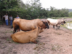 Director Ejecutivo de Corpoica Interviene en Programa Global de Ganadería Sostenible en Cali - 07 de Octubre de 2014