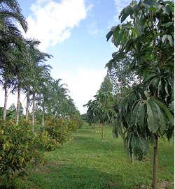 Seminario sobre Productos Forestales no Maderables Organizado por Corpoica - 08 de Octubre de 2014