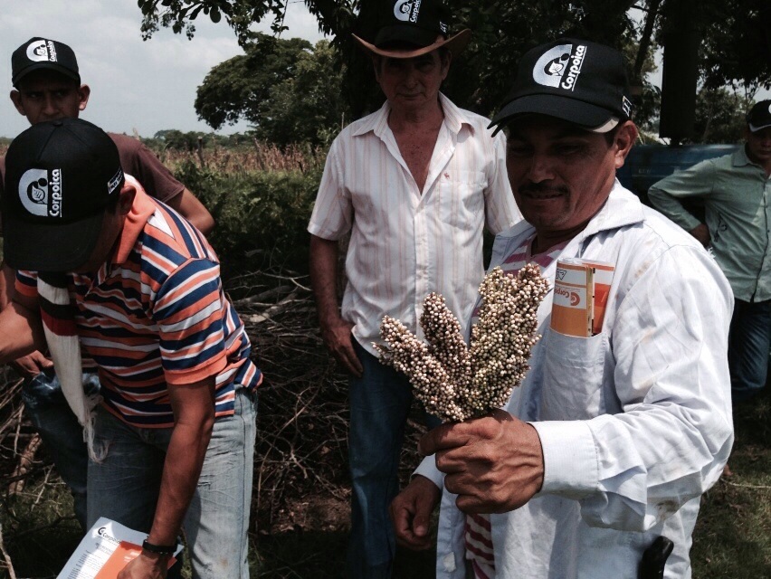 Corpoica Presentó en Córdoba Ensilaje de Sorgo Dulce Forrajero Apto para la Sequía en el Caribe - 09 de Octubre de 2014