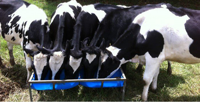 Ganaderos que Quieran Exportar Deberán Registrar sus Predios ante el ICA - 28 de Octubre de 2014