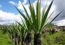 XIV Encuentro Nacional Fiquero - 30 de Octubre de 2014