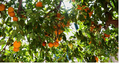 Llamado para que no se ‘Amargue’ la Producción de Cítricos - 12 de Noviembre de 2014