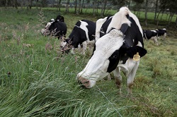 Se Destinan $10 mil millones para Inversiones Productivas del Sector Lácteo - 21 de Noviembre de 2014