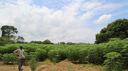 Colombia es el Único País que Asumió el Reto de Restituir Tierras en Medio del Conflicto - 27 de Noviembre de 2014