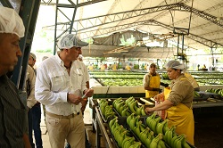Con $12.500 millones MinAgricultura Impulsa Competitividad de Cultivos de Banano - 27 de Noviembre de 2014