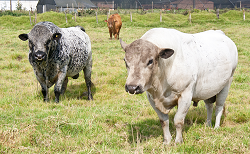 Corpoica en Remate de Ganado BON este Sábado en Medellín - 28 de Noviembre de 2014