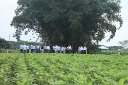 Corpoica Organiza Gira Técnica en Lotes Demostrativos de Soya en la Zona del Ariari - 10 de Diciembre de 2014