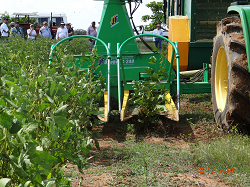 Corpoica Presentó los Beneficios del Sistema Agrosilvopastoril para la Altillanura - 15 de Diciembre de 2014