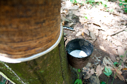 Con 16 mil hectáreas sembradas, el Meta será el Primer Productor de Caucho en Colombia - 17 de Diciembre de 2014