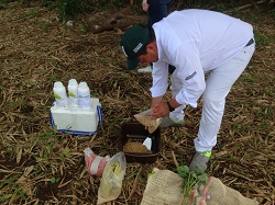 Avanzan Investigaciones de Corpoica en el uso de Productos Biológicos para Fertilización en Cultivos de Algodón - 30 de Diciembre de 2014