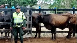 Policía Nacional asesta golpe a ladrones de ganado en Córdoba - 09 de Abril de 2015