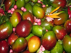 Corpoica se vincula al regreso de Expo AgroHuila - 27 de Abril de 2015