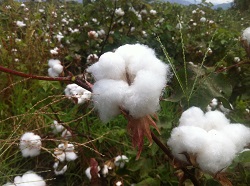 El algodón es protagonista de seminario internacional en Centro de Investigación Nataima de Corpoica - 04 de Mayo de 2015