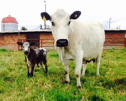 Transferencia de embriones de Corpoica al alcance de los pequeños ganaderos del país - 05 de Mayo de 2015