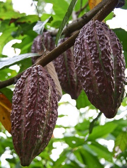 Corpoica y Fedecacao rehabilitarán cultivos en Santander - 13 de Mayo de 2015