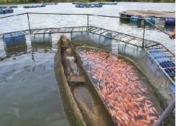 Universidad de Córdoba Trabajará con FAO e IICA - 15 de Mayo de 2015