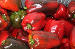 Seminario Internacional de Cultivos Hortícolas de Altas Temperaturas para el Caribe Colombiano se realizará en el Centro de Investigación Turipaná de Corpoica - 30 de Octubre de 2015