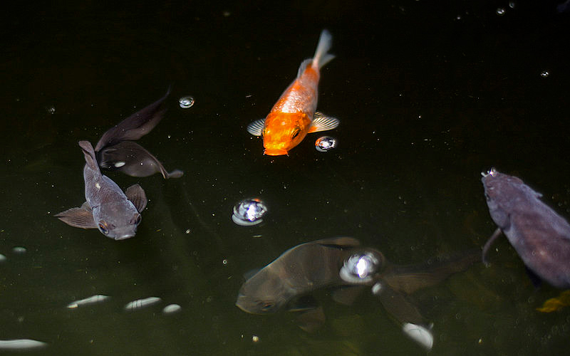 Plantas y peces crecen en un mismo proyecto productivo